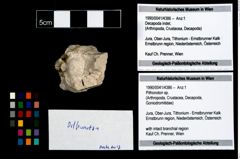 Foto (Objekt + Etikett) von Pithonoton sp.  (NHMW-GEO-1990-0041-4386)